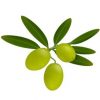 stellen-sie-mit-realistischen-ikonen-der-gruenen-oliven-mit-lokalisierten-bildern-von-reifen-olivenblattscheiben-und-stockvektorillustration-ein_1284-77731